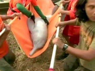 Rare Pink Dolphin Protected By New Bolivian Law