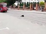 Dog Refuses To Let Tram Pass