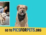 DoSomething.org and AOL Help Shelter Animals Find a Home through the Organization’s First Ever Animal Adoption Campaign, ‘Pics for Pets’