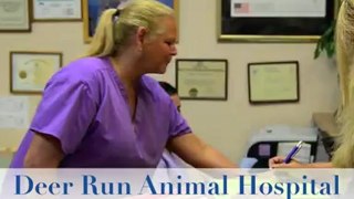 Animal Care Deerfield Beach, Deerfield Animal Care, Animal Doctor Deerfield Beach, Animal Care Deerfield