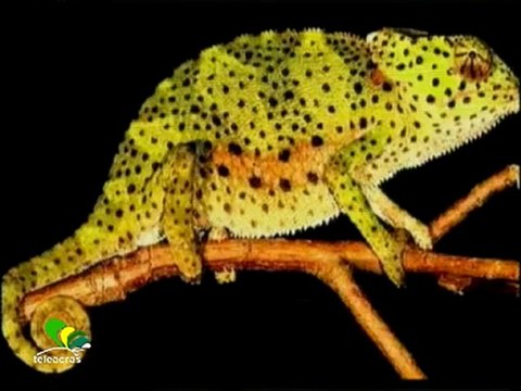 Ruoppolo Teleacras - Camaleonte, 5 anni dopo