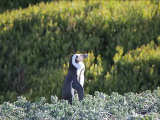 Ah bon, les pingouins du Cap