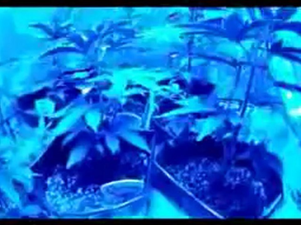 UPDATES For Light 1 and 2 Marijuana Grow Show Using GrowBlu.com LED Lights