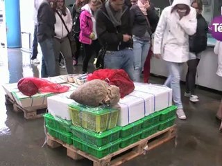 26 juillet 2012 - Parc ostréicole de Blainville sur Mer