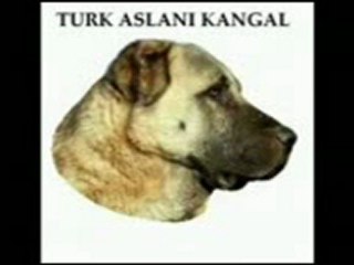 köpeklerin efendisi kangal
