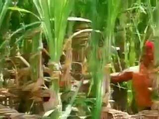 Naatu Kodi Video   Song - Enga Oor Singam