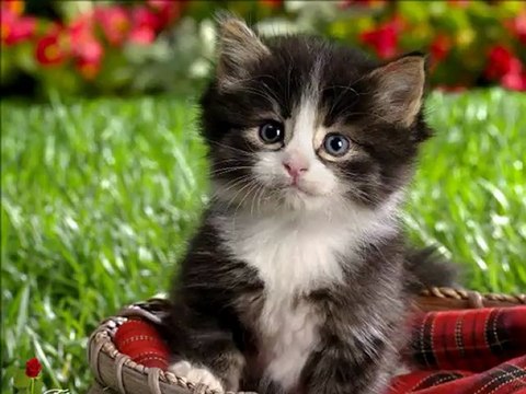 Mami ft. Zaho - Halili