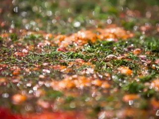 Ukraine agro industry