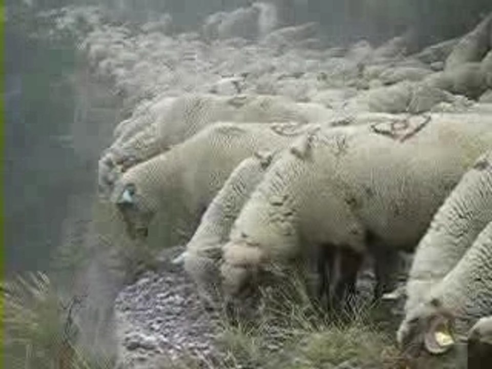 Transhumance