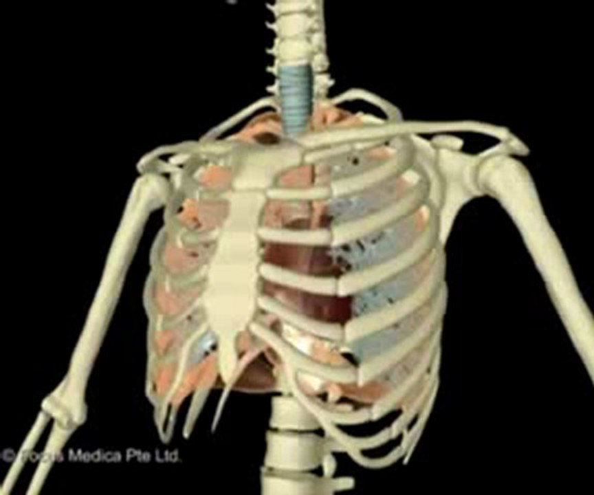 Skeletal and Muscular System (Jr. Animated Atlas of Anatomy & Physiology)