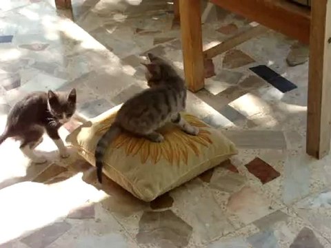 Chatons; combat pour le trône/ Kitten; struggle for the throne