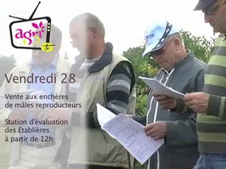 Annonce Vente taureaux - les Etablières - La Roche sur Yon