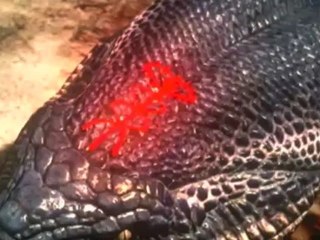 Dragon's Dogma [Análisis]