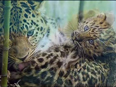 Nie ma jak u mamy-♥♥♫ ♫ ♫ mama świata zwierząt