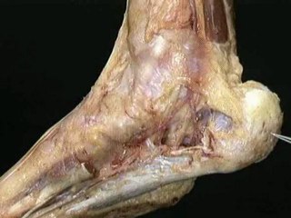 lower limb--Part 3(b)