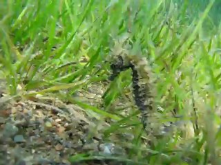 Ιππόκαμπος-Hippocampus (Sea horse)