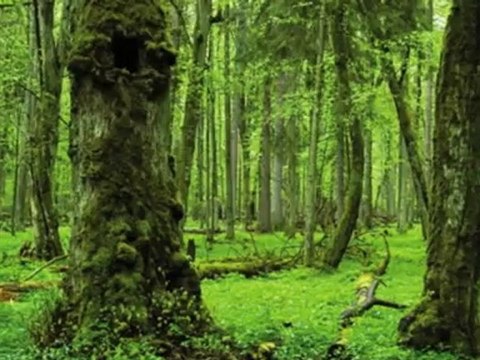 Wood Shutters Fairview TX | 817-631-0352