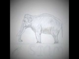 Dessins animaliers artiste Fabien Lesbordes dessinateur animalier, animal art drawing