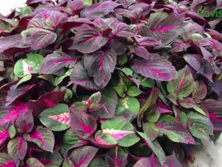 iPhone 5 Camera Test & Review: Still, Video & Forward Facing Camera - Unbox Therapy Extras