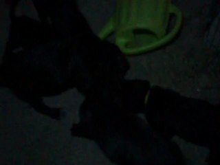 Bowser di Rayla di Cors - Cachorros Cane Corso