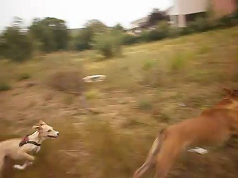 Redden et Eros au terrain