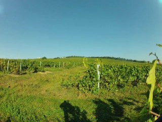 Time Lapse Vendanges en Beaujolais 21 septembre 2012