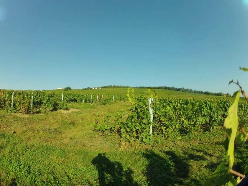 Time Lapse Vendanges en Beaujolais 21 septembre 2012