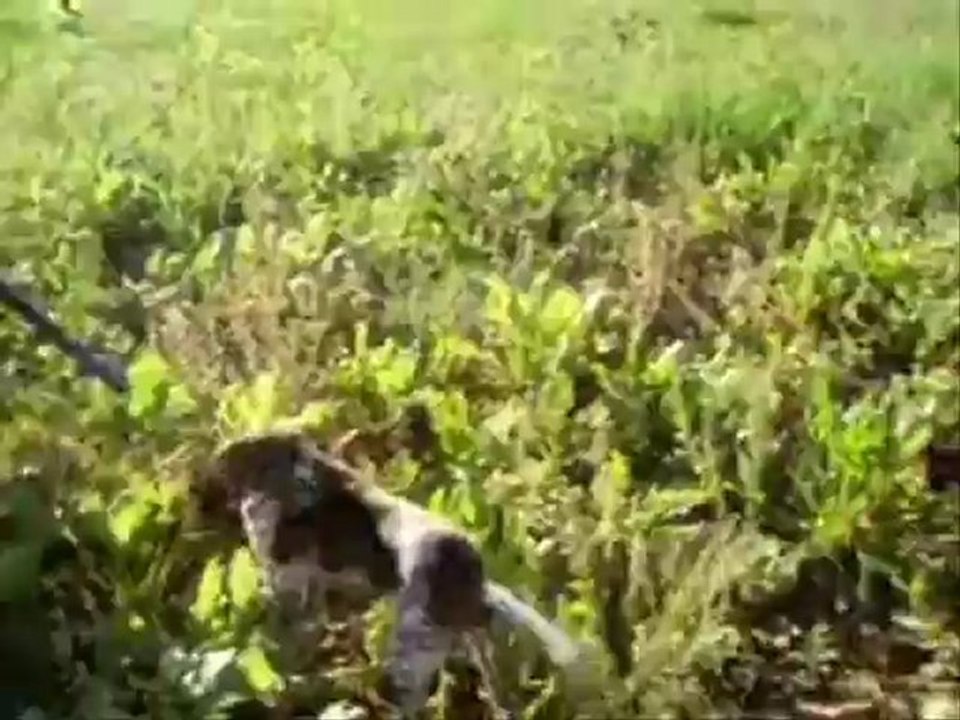 bıldırcın video 2