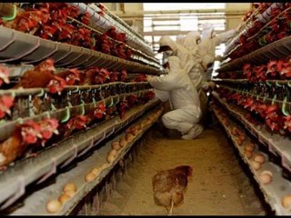 ALLTV-QNA-FERTILE AND INFERTILE EGGS.wmv