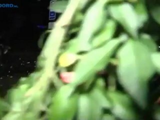 Beelden van de charges die de ME in Haren uitvoert #projectx #projectxharen #haren - RTV Noord