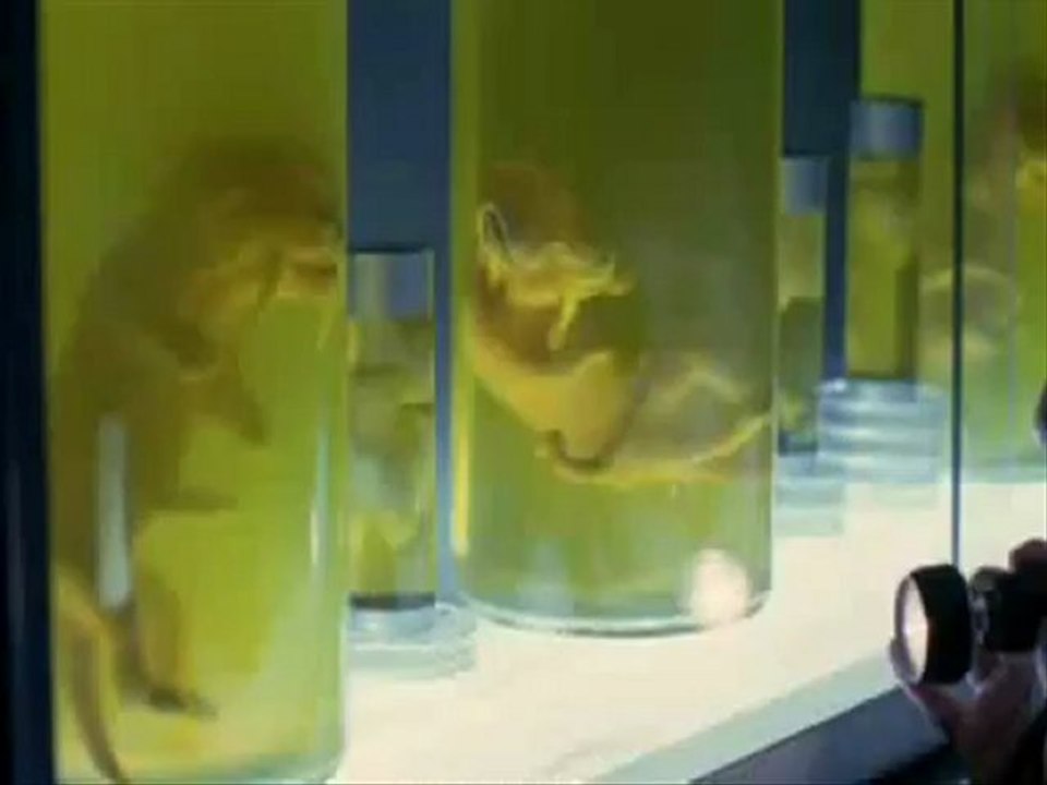 Attack Of The Sabretooth film part 3