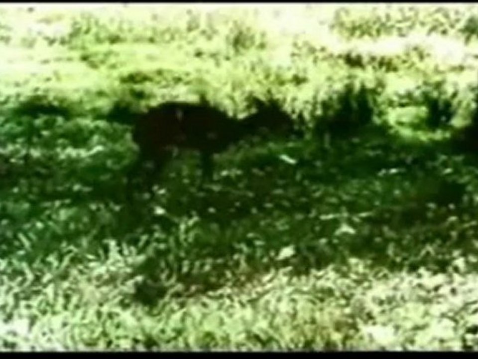 Captain Penny and Jungle Larry