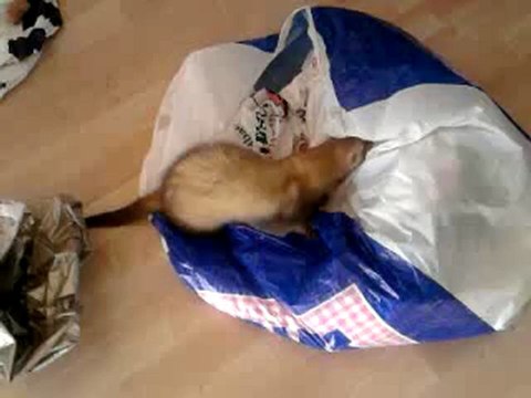 les aventures de skippy est les sacs poubelles