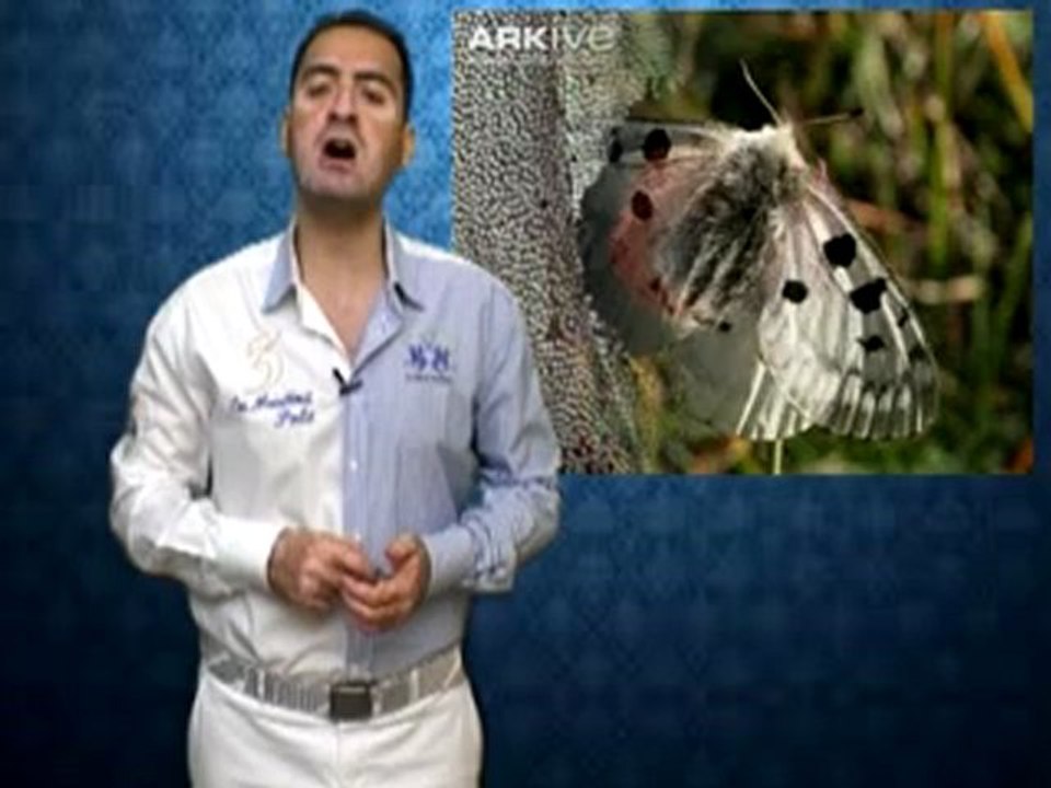 ALLAH'IN GÜZELLİKLERİNDEN BİR DEMET; 6000 METRE YÜKSEKLİKTE YAŞAYABİLEN APOLLON KELEBEKLERİ