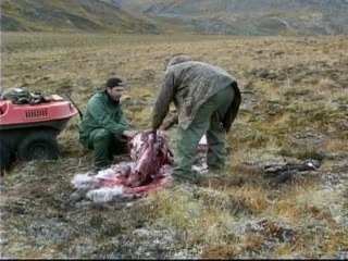 Caribou Skinning 101
