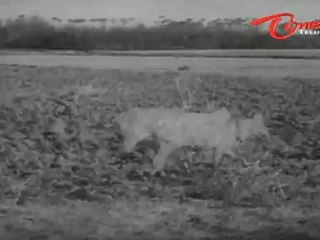 Shavukaru Songs - Maaripovuraa Kaalam - NTR - Shavukaru Janaki