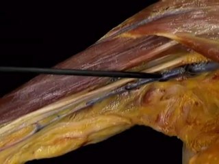 Upper limb--Part 2(b)