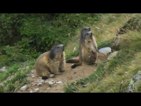 Les marmottes du Galibier dans le Beaufortin