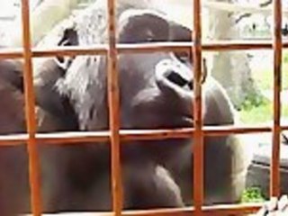 Gorillas Entertained By Caterpillar