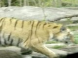 Zoo director defends tiger after mauling