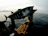 Pêche en kayak mer méditerranée 25-09-11 Pélamide 4,2kg KAYAK FISHING PROWLER 13 OCEAN KAYAK