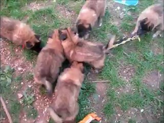 Chiots Tervueren Aunix x Evy - 6 semaines