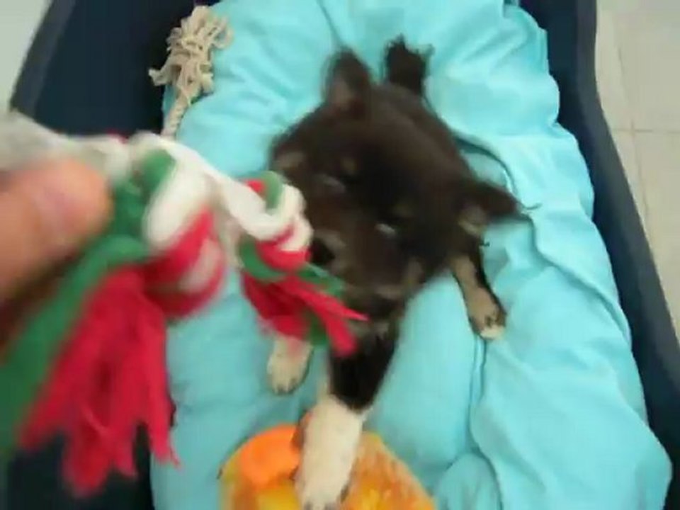 lapinkoira Heaven et ses Jouets!