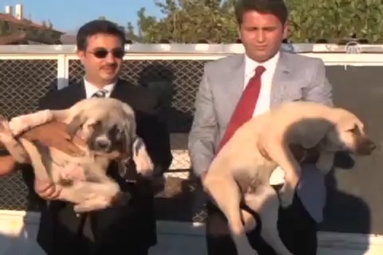 Tarihi zenginlikleri ''Anadolu aslanı'' koruyacak