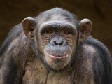 Apes Love Slapstick Humor