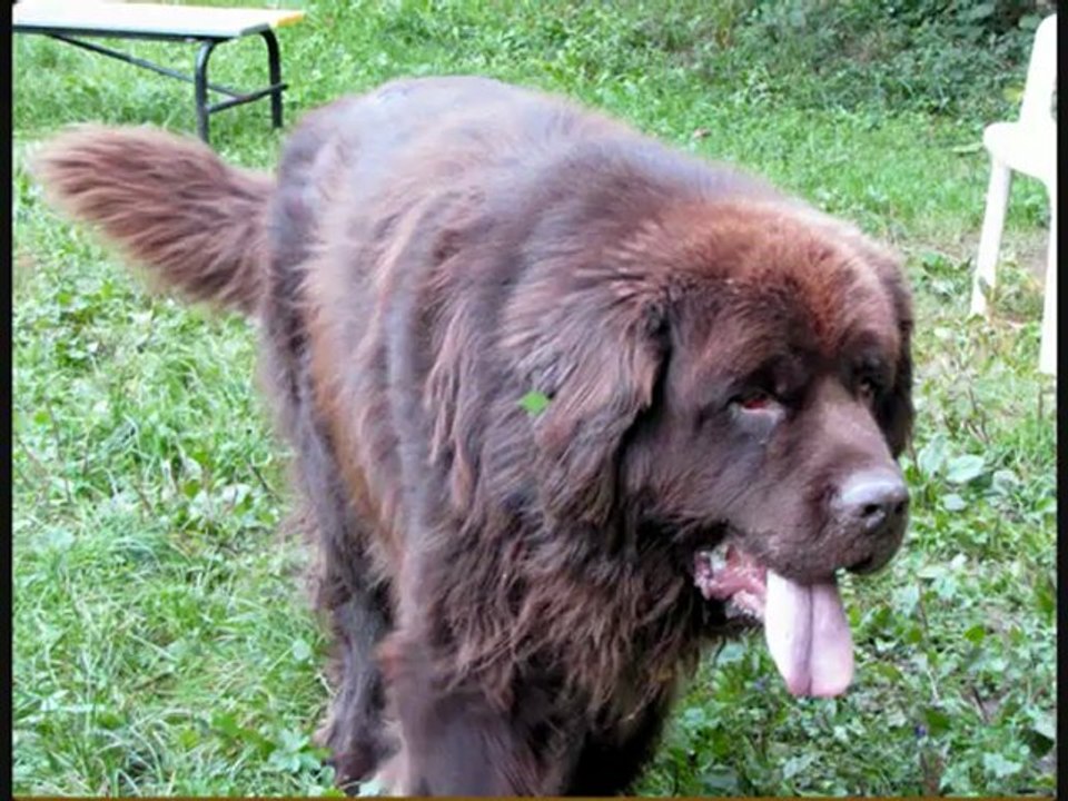 Denver Terre-neuve aux Amis des Bêtes à Aix-les-Bains