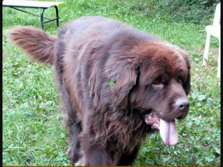 Denver Terre-neuve aux Amis des Bêtes à Aix-les-Bains