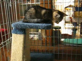 Griotte, Galaxie, Géode, Garou