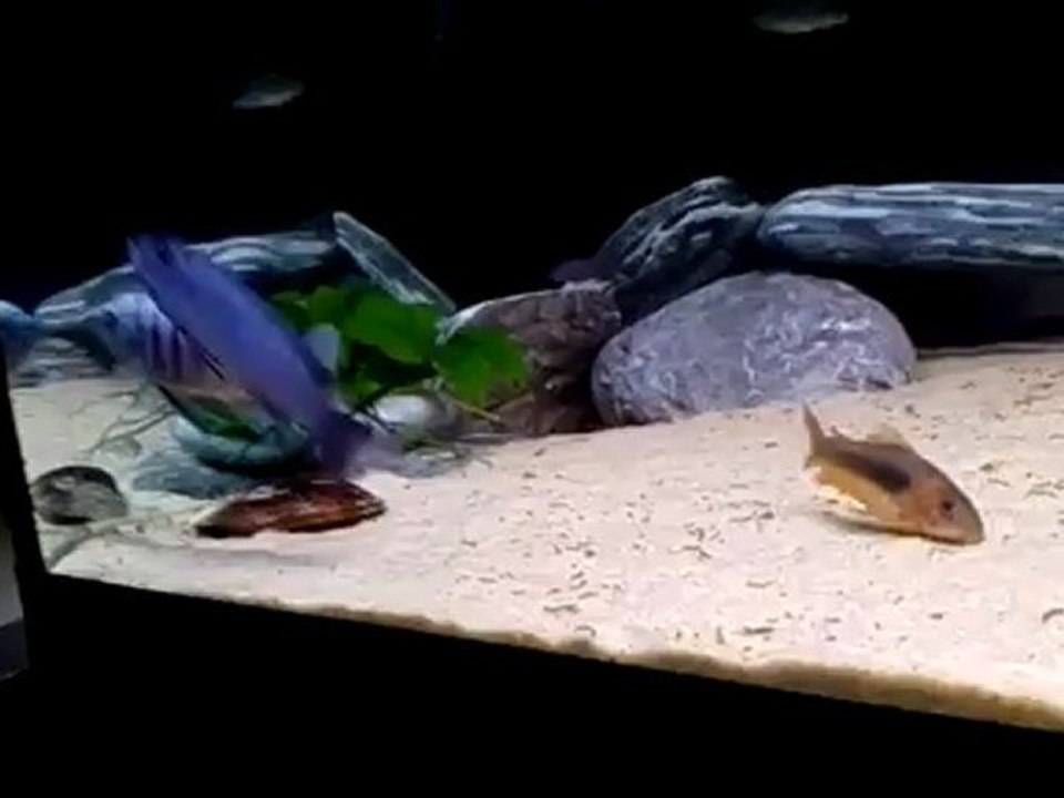 Afra Hara Galleria Reef.