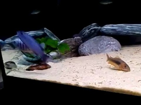 Afra Hara Galleria Reef.